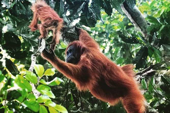 Private Full-Day Bukit Lawang Trekking Tour From Medan - Entering Bukit Lawang’s rainforest