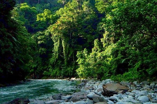 Private Full-Day Bukit Lawang Trekking Tour From Medan - Guides can make or break the day