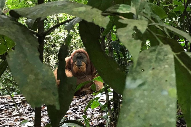 Private Full-Day Bukit Lawang Trekking Tour From Medan - A trail that tests your legs