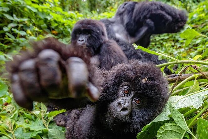 Private Gorilla Trekking Transfer from kigali to Volcanoes N.Park - What the gorilla trek adds to the day