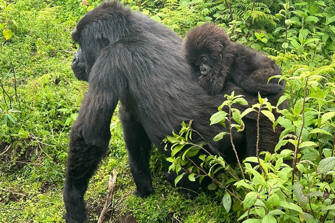Private Gorilla Trekking Transfer from kigali to Volcanoes N.Park - Returning to Kigali after the trek