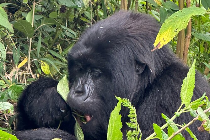 Private Gorilla Trekking Transfer from kigali to Volcanoes N.Park - The drivers and level of service