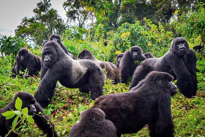 Private Gorilla Trekking Transfer from kigali to Volcanoes N.Park - The two-hour ride toward Musanze
