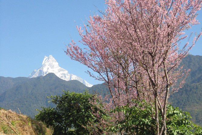 Private Multi Day Nepal Poon Hill Trekking Tour - Day 2: Pokhara to Tikhedhunga and the first village paths