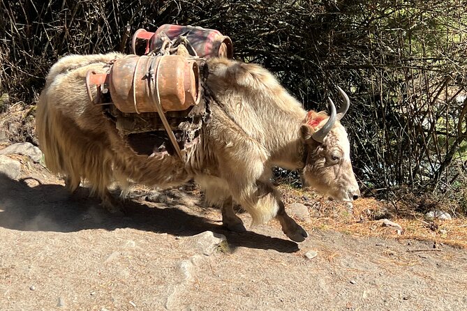 Private Multi Day Tour Everest Base Camp with Gokyo Lake Trek - Dragnag and Gokyo Lakes: a different side of the Himalaya