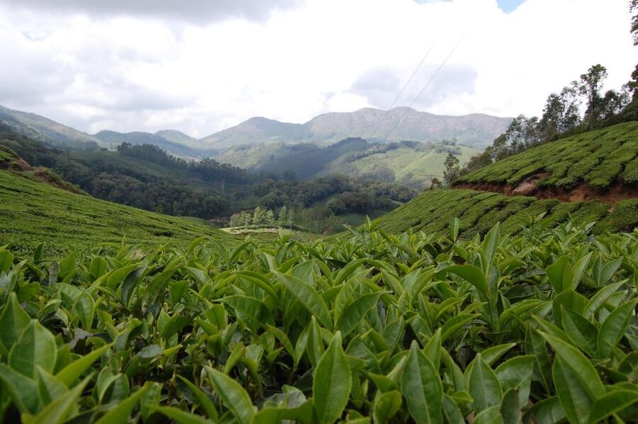 Private Munnar Tea Trek - Guides who shape the experience