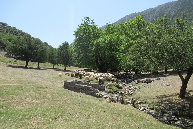 Private Trekking Rouvas Gorge - Taking a real break at Ai Giannis
