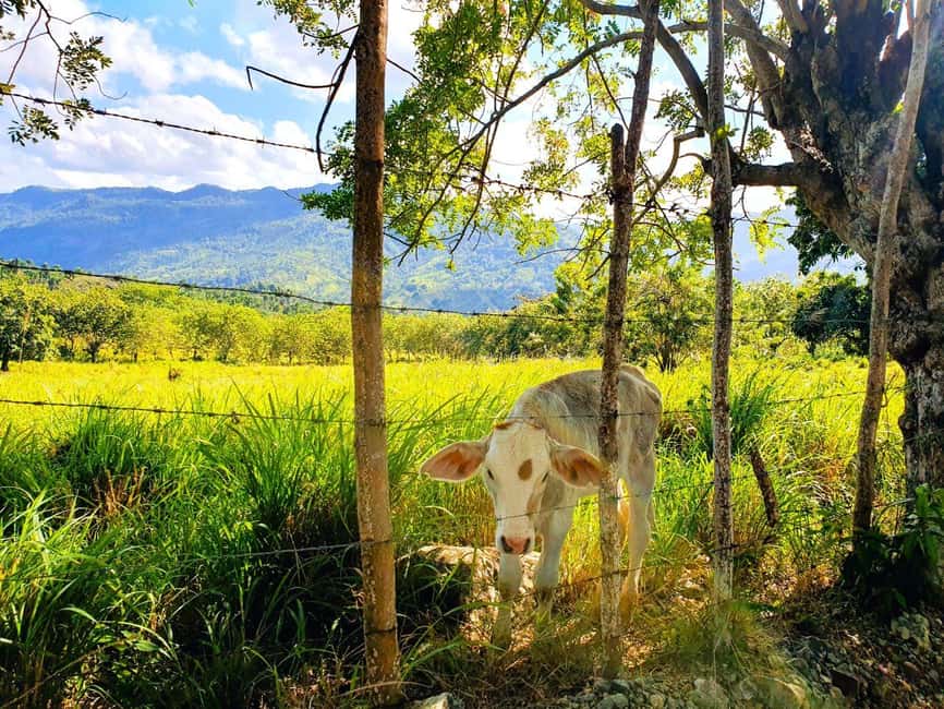 Puerto Plata Trekking - Experience of Nature and Folklore - Key points to know before you book