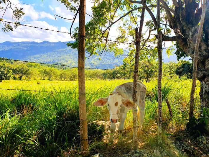 Puerto Plata Trekking - Experience of Nature and Folklore - A more personal side of Puerto Plata