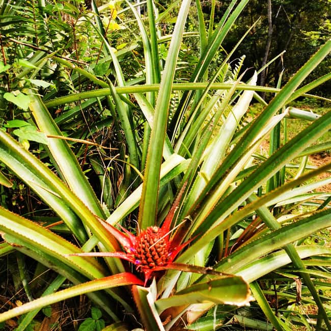Puerto Plata Trekking - Experience of Nature and Folklore - Leaving Puerto Plata for the countryside