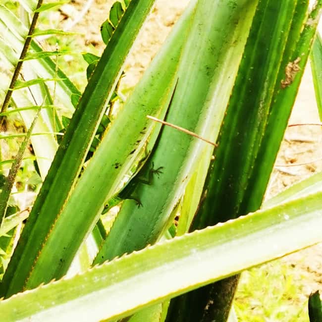 Puerto Plata Trekking - Experience of Nature and Folklore - Swimming in a natural lagoon