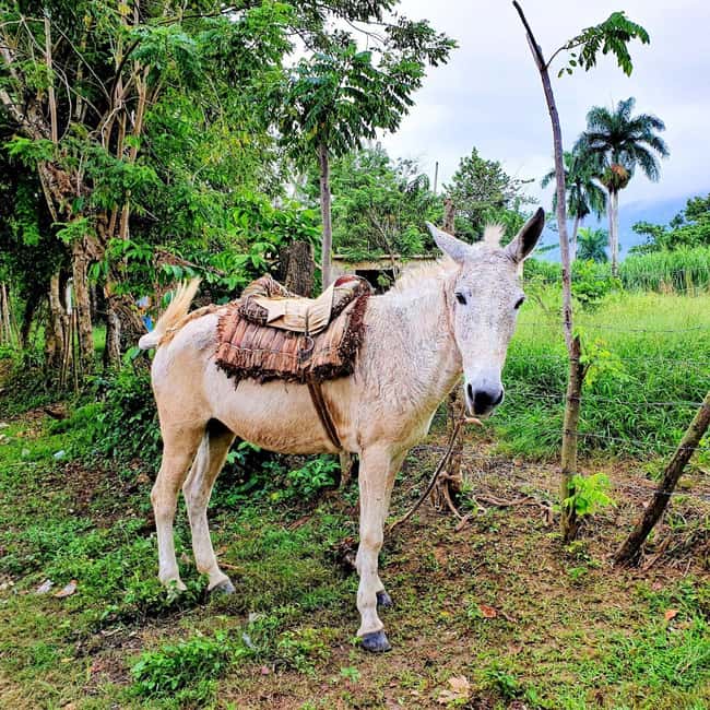 Puerto Plata Trekking - Experience of Nature and Folklore - The first 30 minutes on foot