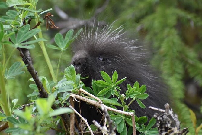 Rainforest & Waterfalls Trek - What the five-hour Juneau outing feels like