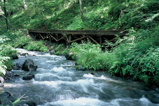 Relax and refresh in Karuizawa Forest! Shinanoji down trekking around two people - Who will enjoy this walk most?