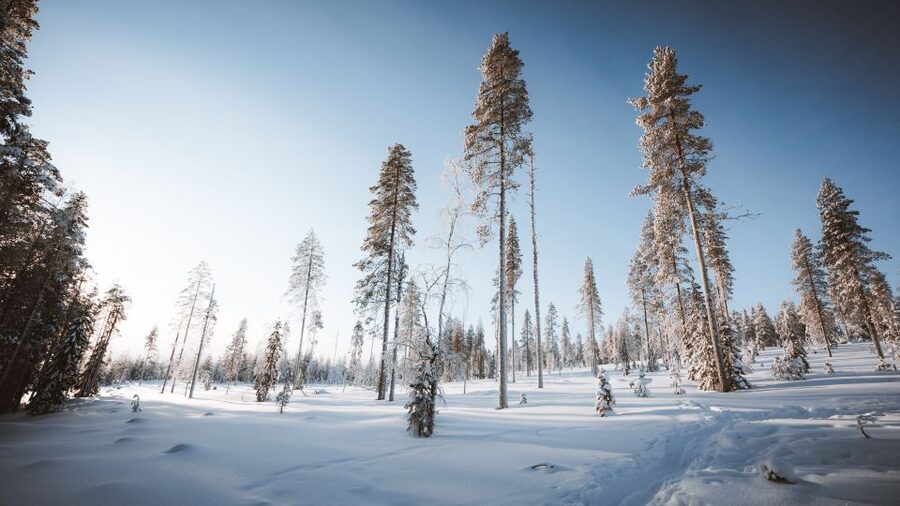 Rovaniemi: Lapland Ski Trekking Safari - Should you book the ski trekking safari?