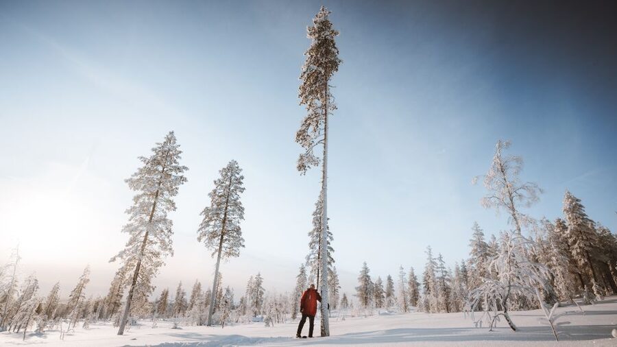 Rovaniemi: Lapland Ski Trekking Safari - Practical details before you go