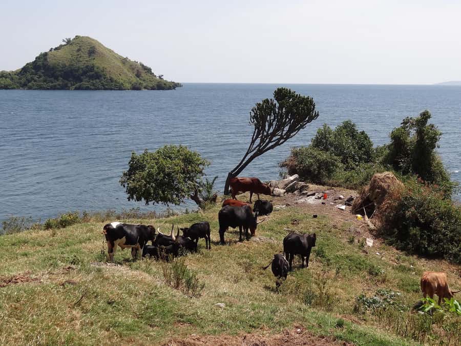 Rwanda: 3-Day Chimpanzee Trekking, Canopy, and Lake Kivu … - Day 3: Napoleon Island, Monkey Island, and Peace Island