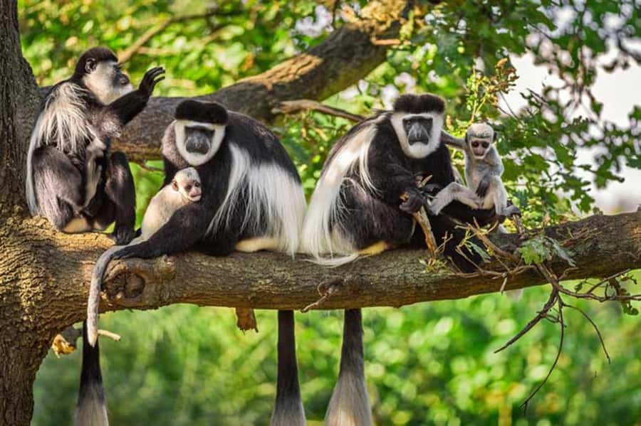 Rwanda: 3-Day Chimpanzee Trekking, Canopy, and Lake Kivu … - What the $860 price really covers