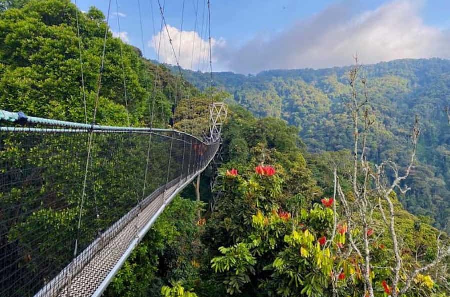 Rwanda: 3-Day Chimpanzee Trekking, Canopy, and Lake Kivu … - Who will enjoy this trip most