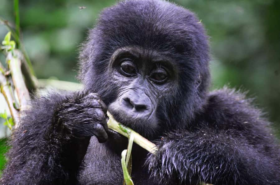 Rwanda: 5-Day Gorilla and Chimpanzee Trekking Tour - Two forests, two very different primate encounters