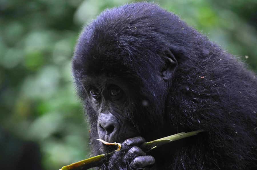 Rwanda: 5-Day Gorilla and Chimpanzee Trekking Tour - Day 1: The long road from Kigali to Nyungwe