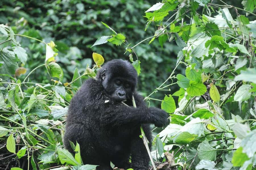 Rwanda: 5-Day Gorilla and Chimpanzee Trekking Tour - Day 4: Meeting mountain gorillas in Volcanoes National Park