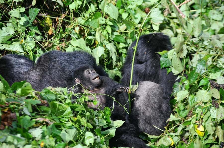 Rwanda: 5-Day Gorilla and Chimpanzee Trekking Tour - What the $3,940 price includes