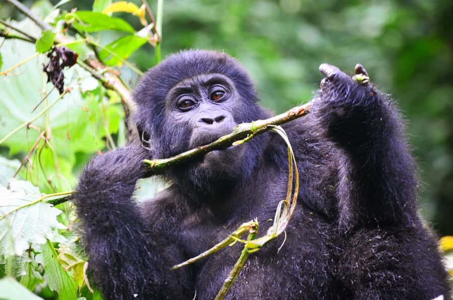 Rwanda: 5-Day Gorilla and Chimpanzee Trekking Tour - Should you book it?