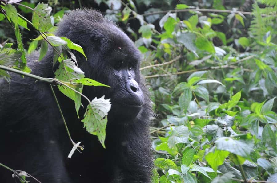 Rwanda: 5-Day Gorilla and Chimpanzee Trekking Tour - Day 2: Chimpanzees before sunrise in Nyungwe
