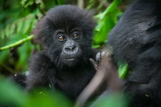 Rwanda One Day Gorilla Trekking with Iby’iwacu Culture Visit - Lunch in Musanze and the road back