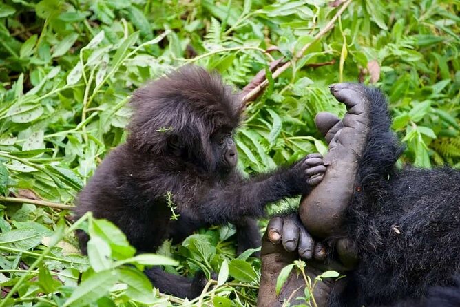 Rwanda One Day Gorilla Trekking with Iby’iwacu Culture Visit - Who should book this experience