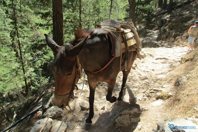 Samaria Gorge Trek: Full-Day Excursion from Chania with Guide - What the $41 price really covers