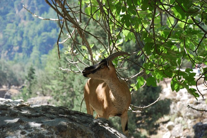 Samaria Gorge Trek: Full-Day Excursion from Heraklion with Guide - The ferry and bus complete the loop