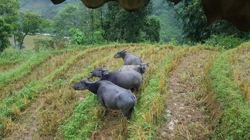SAPA: 1-DAY TREKKING TOUR WITH LOCALS, LUNCH & RICE FIELDS - The afternoon walk to Ta Van