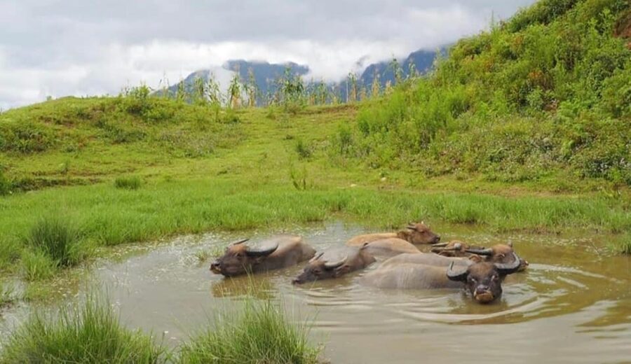 SAPA 2 Day trekking & 1 night Homestay with LOCAL PEOPLE - Hang Da and the Black Hmong countryside