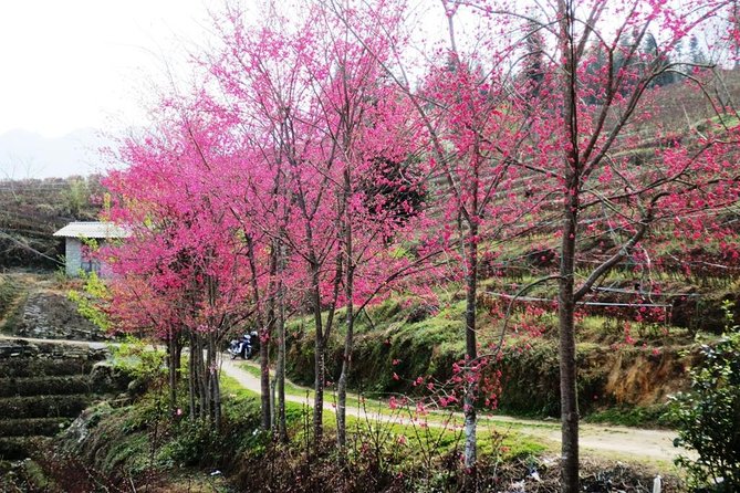 Sapa 2D1N Trekking to Giang Ta Chai Village from Hanoi by Bus - From Y Linh Ho to Ta Van in nine kilometers
