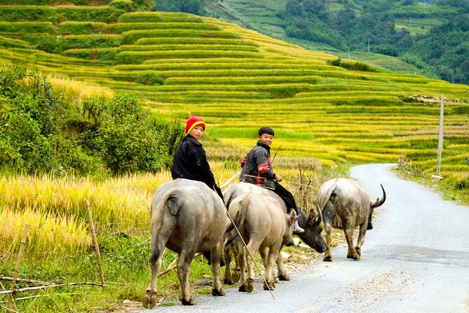 Sapa 3 Days Trekking Tour By Bus from Hanoi (2 Nights in Hotel) - Rice terraces from Y Linh Ho to Lao Chai