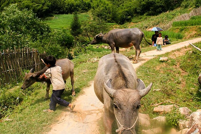 Sapa Easy Trekking Tour 1 Day - Rice Paddies and Cultures - Starting at Sapa Church at 9 am