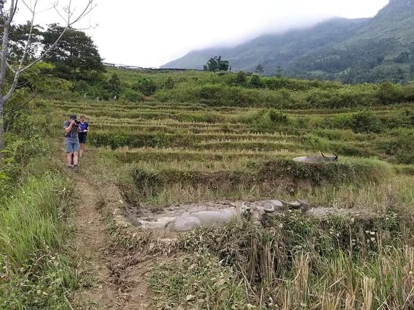 Sapa: Private trek to Muong Hoa Valley - Key points to know before you book