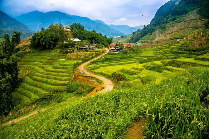 Sapa trekking 2days by bus from Hanoi ( over night in homestay) - Morning walking through bamboo forest and rice fields