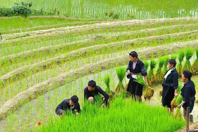 Sapa Trekking Tour 2 Days 1 Night By Bus - Black H’mong, Dao and Dzay communities