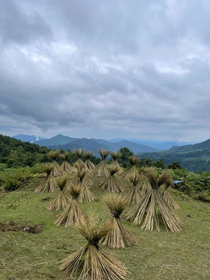 Sapa: Y Linh Ho - Lao Chai, and Ta Van Trekking Day Tour - Y Linh Ho and the Black Hmong connection