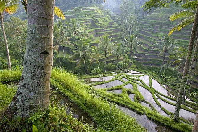 Selogriyo Temple and Trekking Java Rice Terraces, hidden waterfall -Nature Java - Who should book this experience