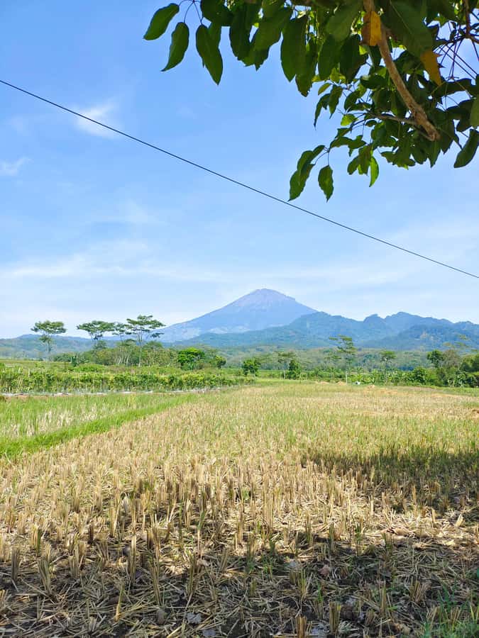 Selogriyo Temple, treking Java Rice Terrace & waterfall - Key points to know before booking