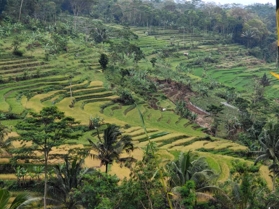 Selogriyo Temple, treking Java Rice Terrace & waterfall - Should you book Selogriyo and Kedung Kayang?