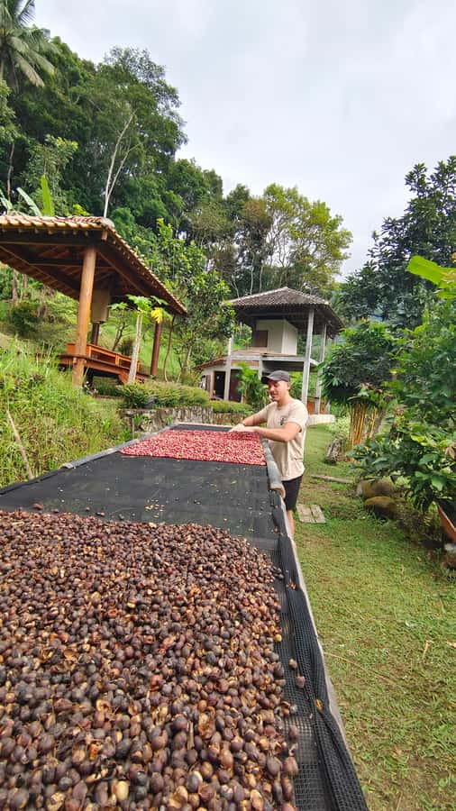 Selogriyo Temple, treking Java Rice Terrace & waterfall - Coffee, conversation, and a closer look at farm life