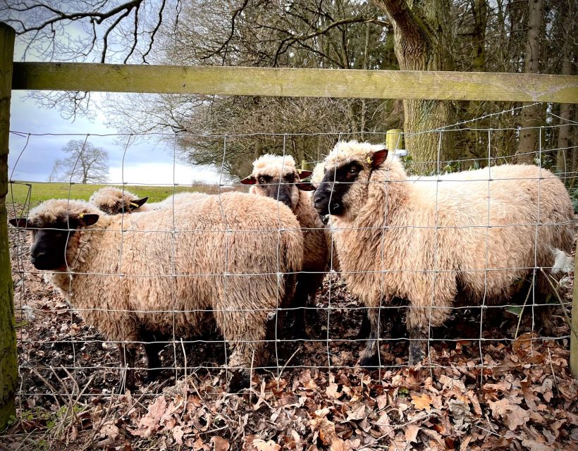 Shropshire: Sheep Trek with the Smallest Sheep in the World - Why walking a tiny sheep is the whole point
