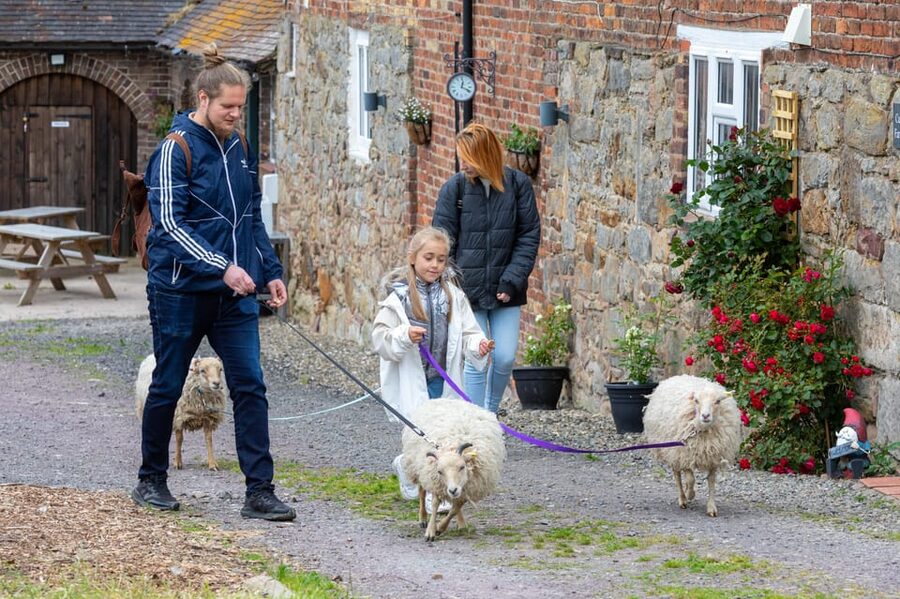 Shropshire: Sheep Trek with the Smallest Sheep in the World - Meeting Romulus and Rumpus