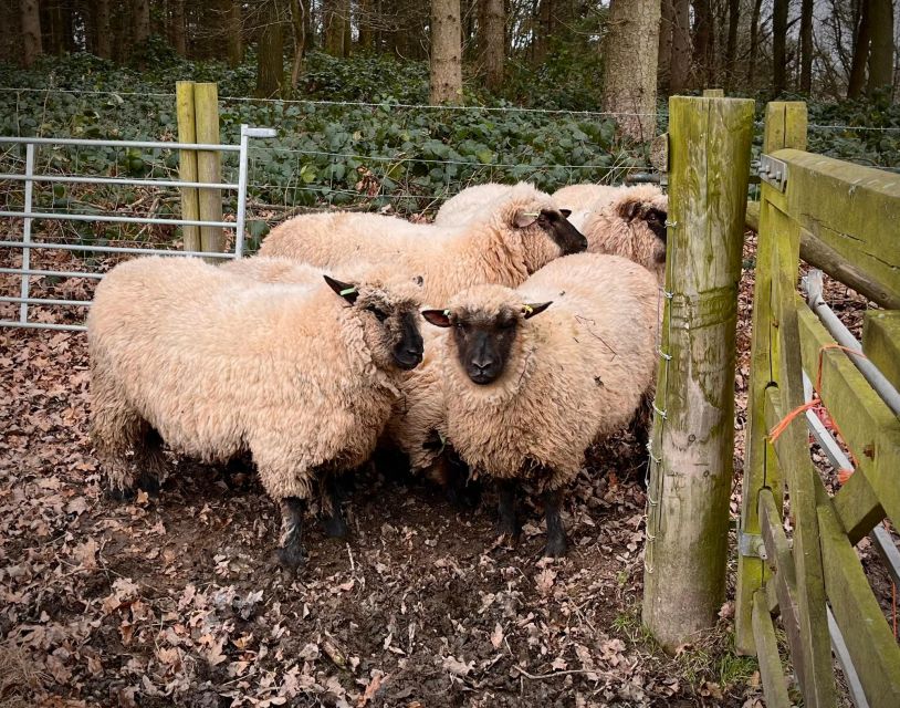 Shropshire: Sheep Trek with the Smallest Sheep in the World - The 20-minute farm walk