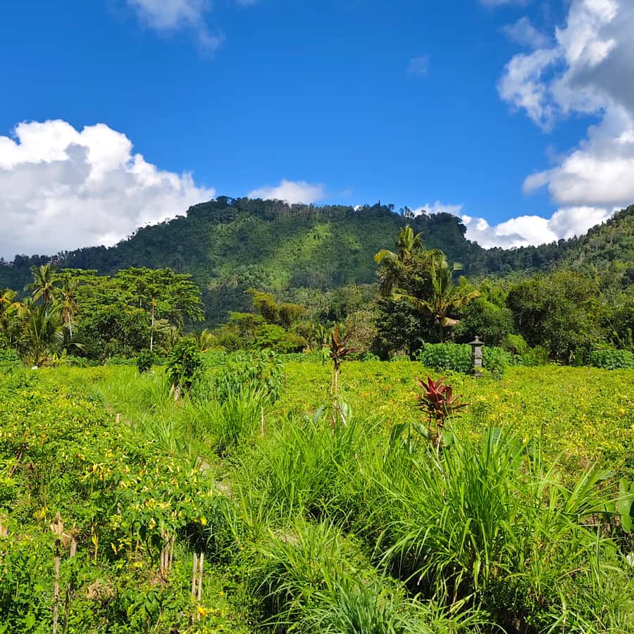 Sidemen rice terraces trek and local village walk - Village life beyond the terraces